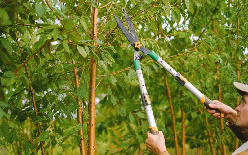 Tree trimming in Coalinga, CA