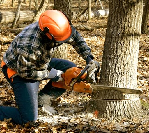 Tree Removal in Coalinga, CA
